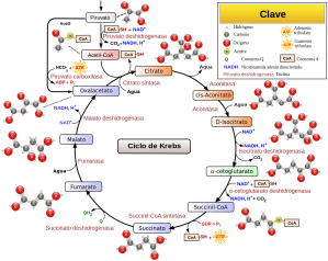 1024px-Citric_acid_cycle_with_aconitate_2-es.svg